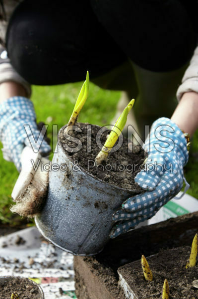 Lifting bulbs on pots after overwintering