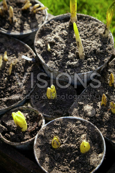 Lifting bulbs on pots after overwintering