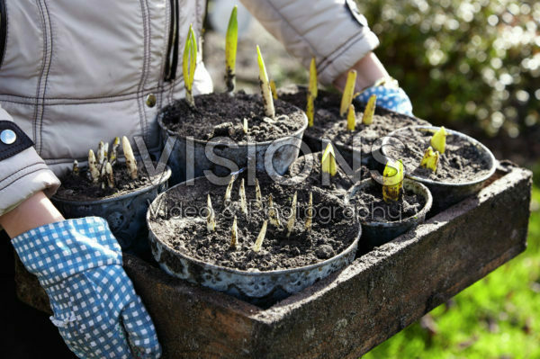 Lifting bulbs on pots after overwintering