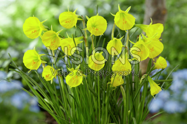 Narcissus Oxford Gold