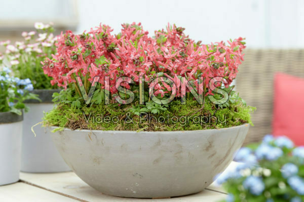 Corydalis solida G.P. Baker