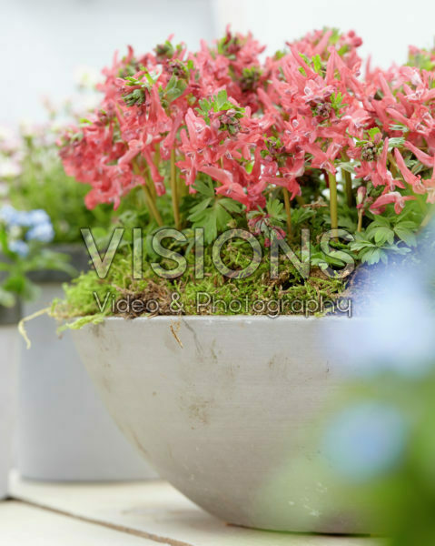 Corydalis solida G.P. Baker Corydalis solida G.P. Baker