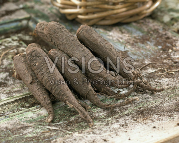 Mirabilis jalapa tubers Mirabilis jalapa tubers