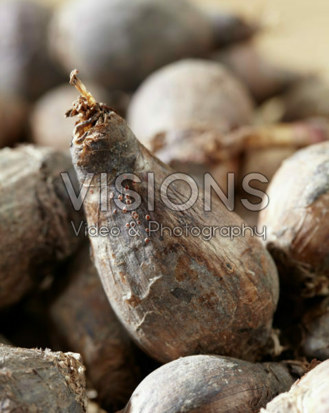 Habranthus robustus bulb Habranthus robustus bulb