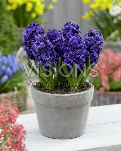 Hyacinthus Royal Navy Hyacinthus Royal Navy