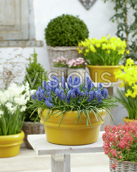 Muscari Big Smile® Muscari Big Smile®