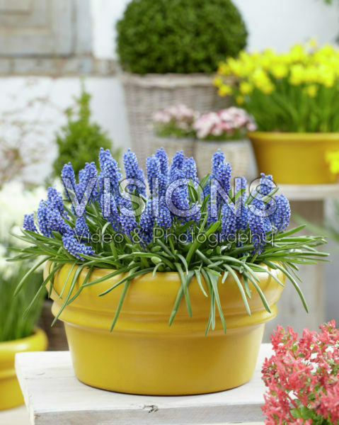Muscari Big Smile® Muscari Big Smile®