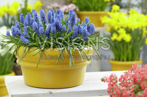 Muscari Big Smile® Muscari Big Smile®