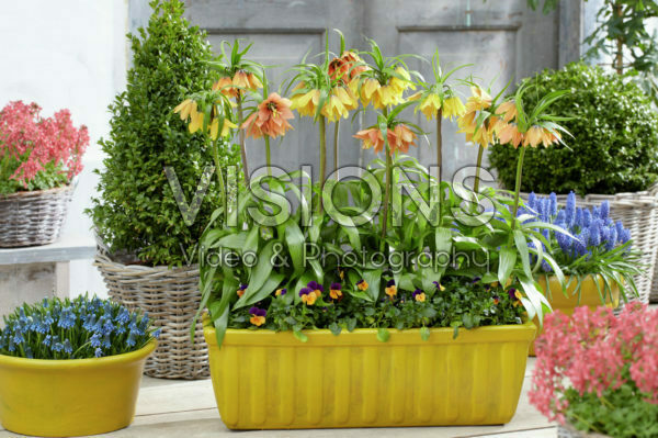 Fritillaria imperialis Fritillaria imperialis