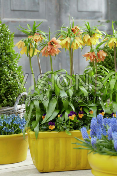 Fritillaria imperialis Fritillaria imperialis