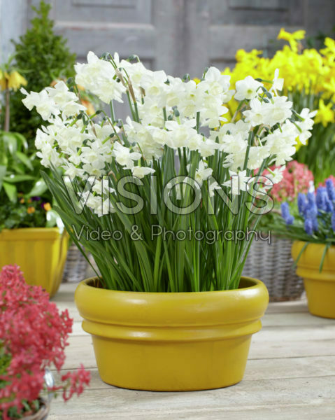Narcissus Alaska Narcissus Alaska
