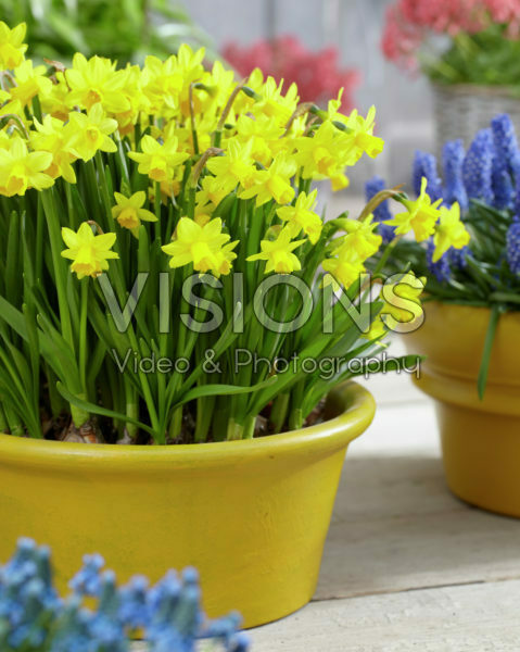 Narcissus Tete a Tete Narcissus Tete a Tete