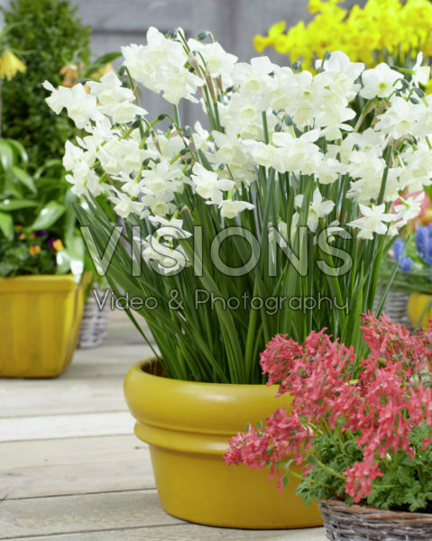 Narcissus Alaska Narcissus Alaska