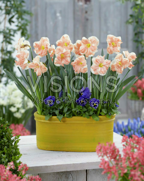 Narcissus Apricot Whirl Narcissus Apricot Whirl