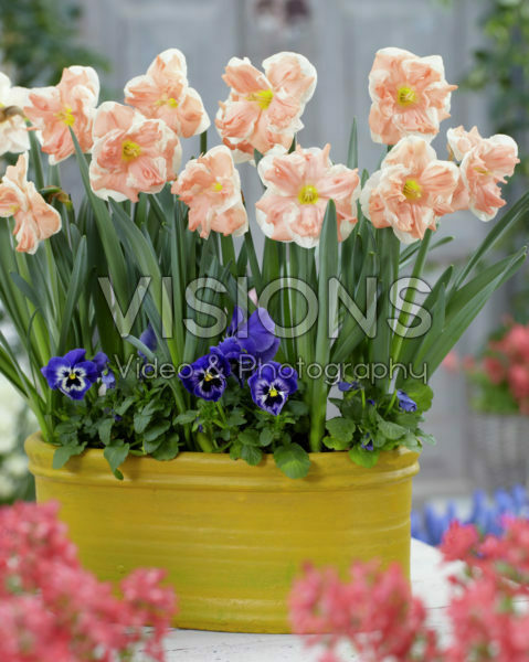 Narcissus Apricot Whirl Narcissus Apricot Whirl