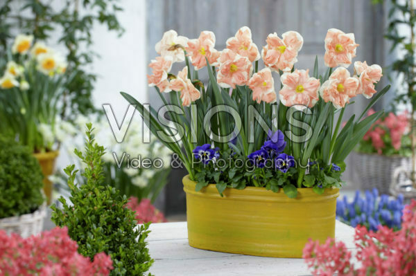 Narcissus Apricot Whirl Narcissus Apricot Whirl