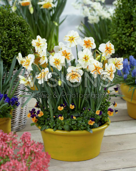 Narcissus Trepolo Narcissus Trepolo