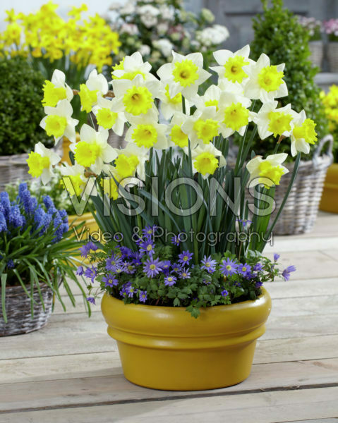 Narcissus Cornish King Narcissus Cornish King