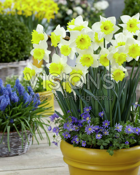 Narcissus Cornish King Narcissus Cornish King