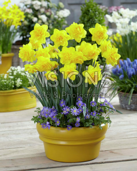 Narcissus Zaailing Narcissus Zaailing