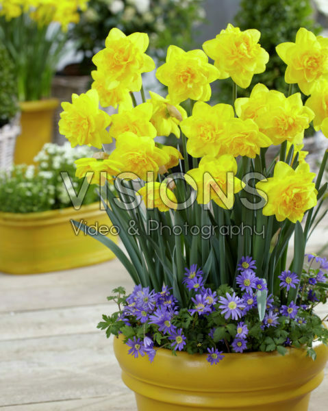 Narcissus Zaailing Narcissus Zaailing