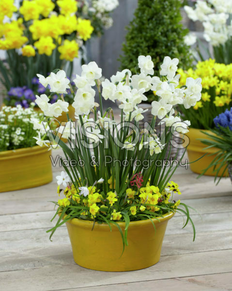 Narcissus Alaska Narcissus Alaska