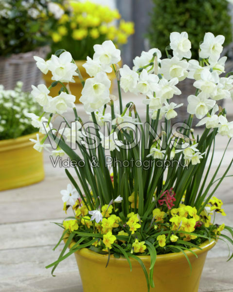 Narcissus Alaska Narcissus Alaska