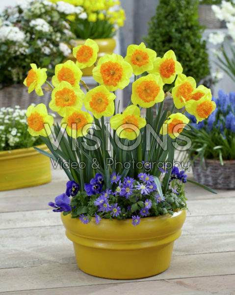 Narcissus Wild Carnival Narcissus Wild Carnival