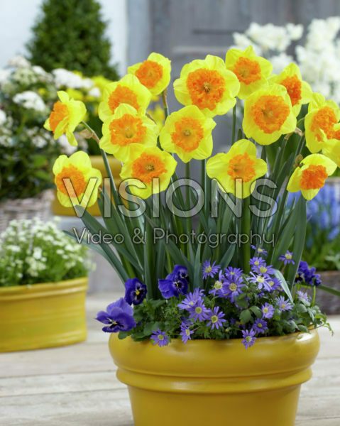 Narcissus Wild Carnival Narcissus Wild Carnival