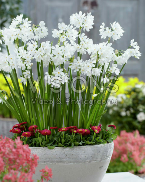 Narcissus Paperwhite Narcissus Paperwhite