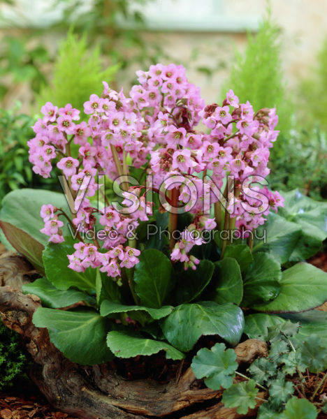 Bergenia Rosi Klose Bergenia Rosi Klose