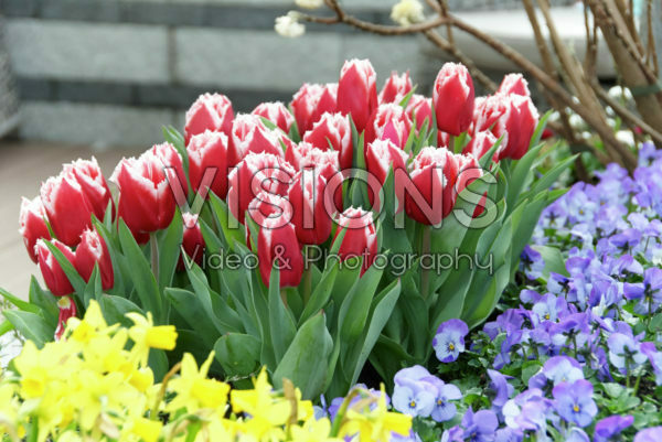 Spring garden Spring garden