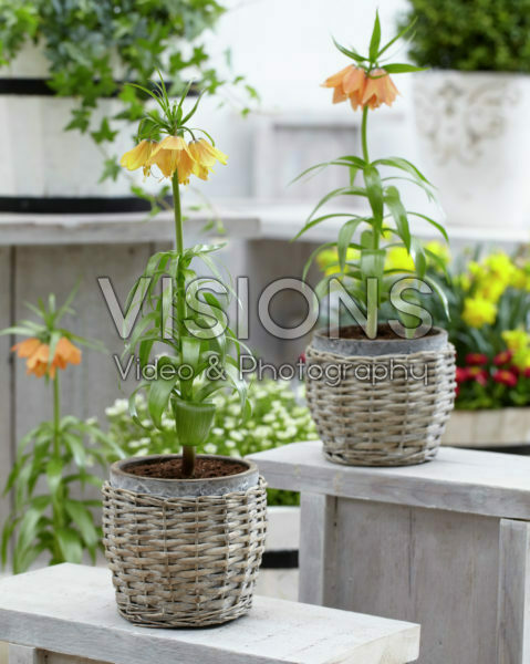 Fritillaria imperialis Fritillaria imperialis