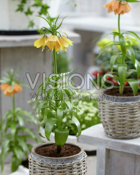 Fritillaria imperialis Fritillaria imperialis