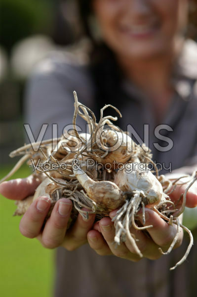 Nerine bowdenii bollen Nerine bowdenii bollen