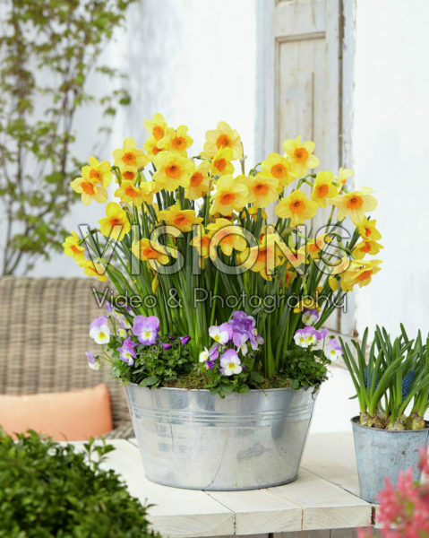 Narcissus Kedron Narcissus Kedron