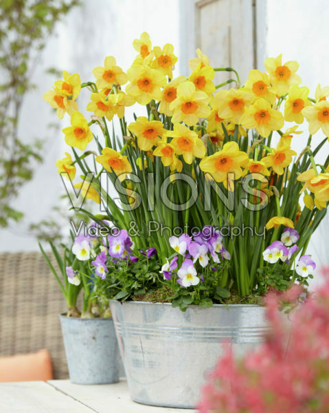 Narcissus Kedron Narcissus Kedron