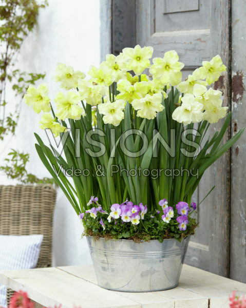Narcissus Cassata Narcissus Cassata