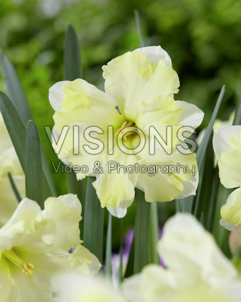 Narcissus Cassata Narcissus Cassata