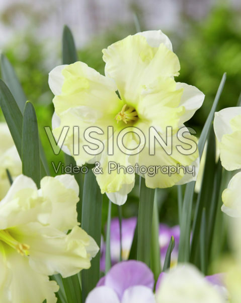 Narcissus Cassata Narcissus Cassata