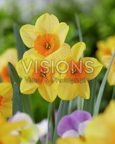 Narcissus Kedron Narcissus Kedron