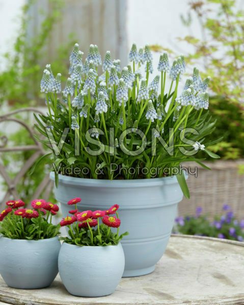 Muscari Peppermint Muscari Peppermint