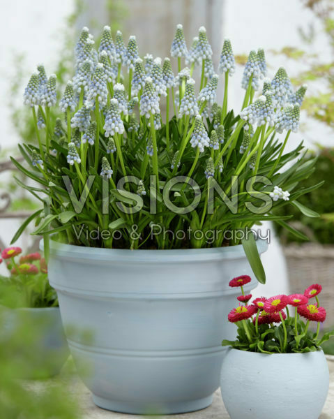 Muscari Peppermint Muscari Peppermint