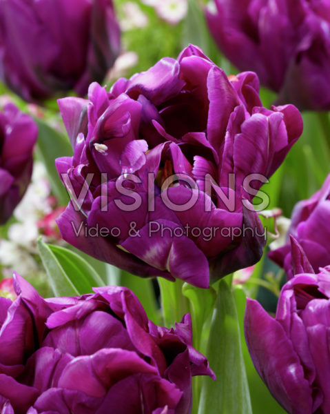 Tulipa Purple Peony