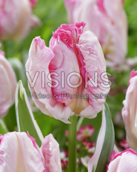 Tulipa Parrot Pinkvision