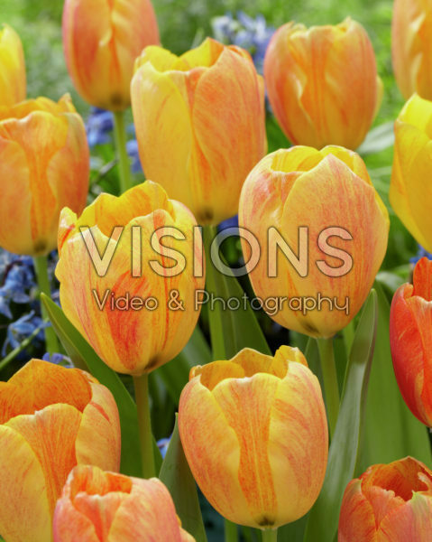 Tulipa Rhapsody van Smiles