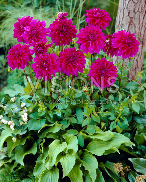 Dahlia Le Baron Dahlia Le Baron