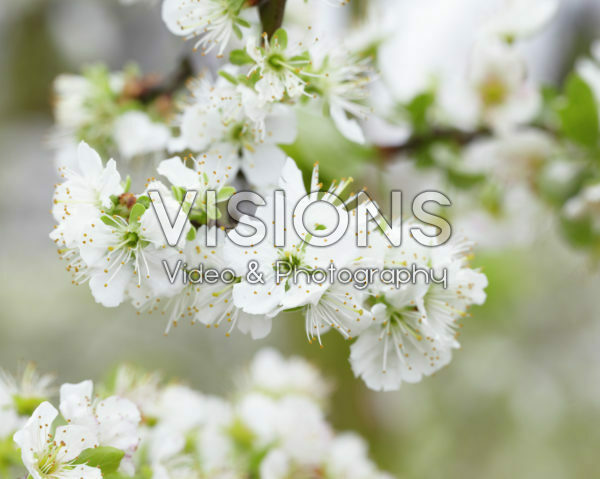 Prunus domestica Opal Prunus domestica Opal