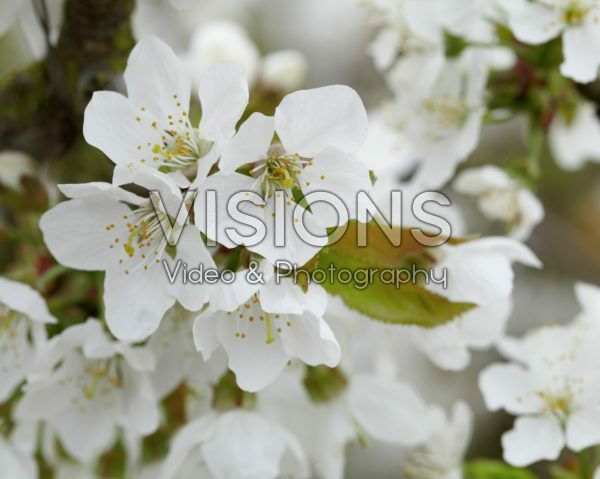 Prunus avium Merchant Prunus avium Merchant