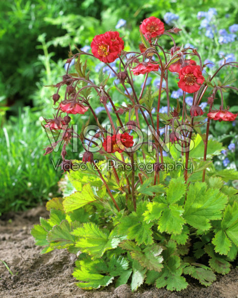 Geum rivale Flames of Passion ® Geum rivale Flames of Passion ®